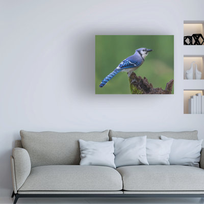 Greg Barsh Just A Jay Canvas Art