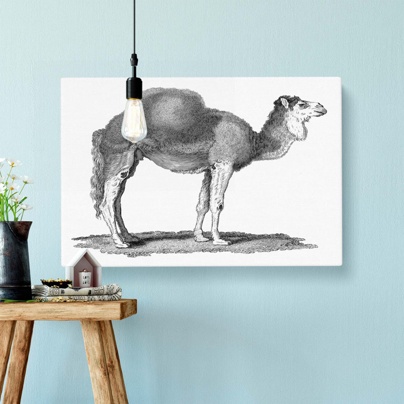 Arabian Camel In Black And White by George Shaw - Wrapped Canvas Print, 50cm H x 76cm W x 3cm D