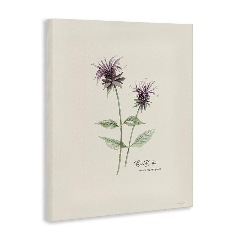 «Bee Balm Herb» par Cindy Jacobs, H 20 po x l 16 po