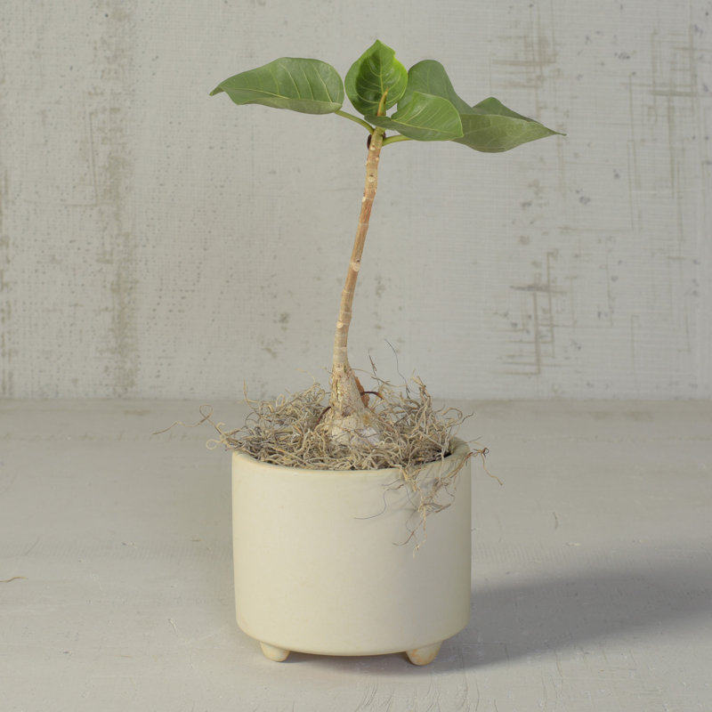 Pot de fleurs en céramique, Blanc, H 4,25 po x l 5 po x p 5 po