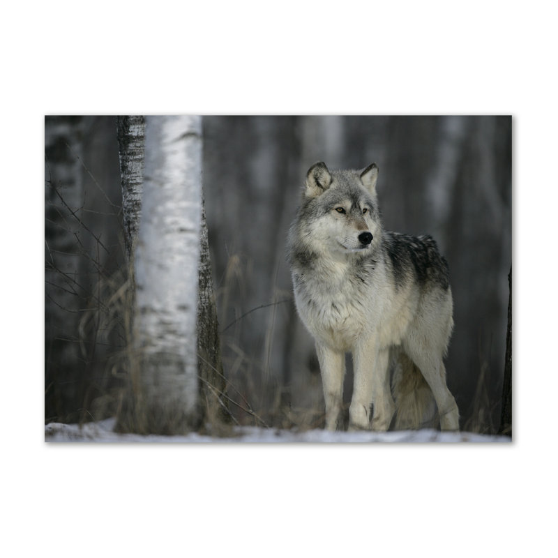 Gray Wolf - Wrapped Canvas Print