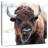 Brampt American Bison - A National Treasure-109228269