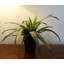 40cm Faux Topiary in Pot Liner