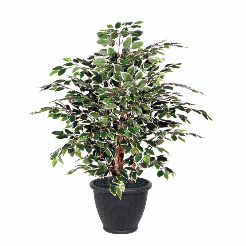 Artificial Variegated Ficus Extra Full Series, Black