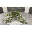 Ivy Plant