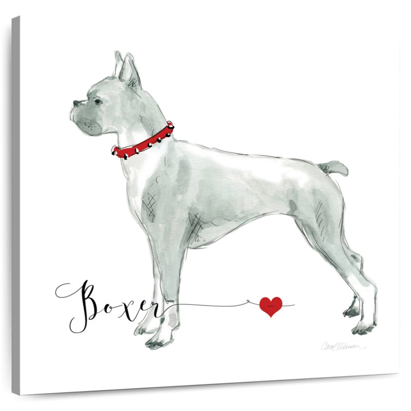 Crowle Must Love Boxers, H 10 po x l 10 po