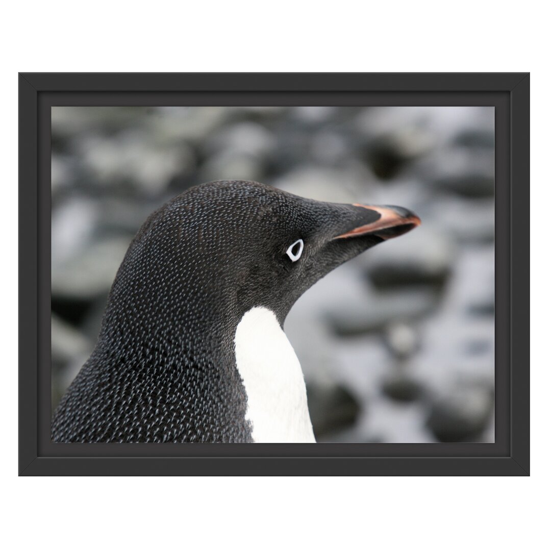 Gerahmtes Wandbild niedlicher Adeliepinguine