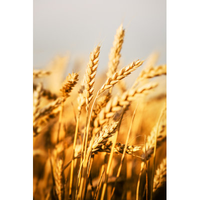 Wheat Field par Zorandimzr - Photographie sur toile tendue