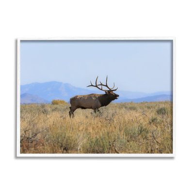 Photographie de cadre photo sur bois aggloméré Elk