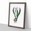 Autumn Crocus Flowers Illustration - Single Picture Frame Painting-55456877-55456880