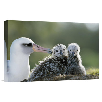 " Laysan Albatross Chick Invading From Neighboring Nest, Midway Atoll, Hawaii "