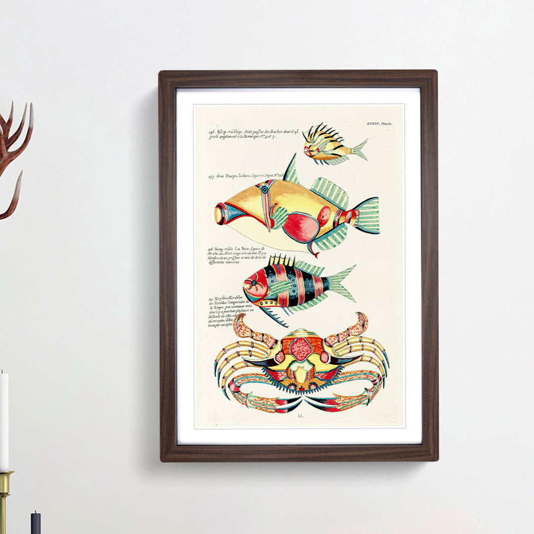 East Indies Fish & Crab Illustrations XXXIV by Louis Renard - Picture Frame Painting Print