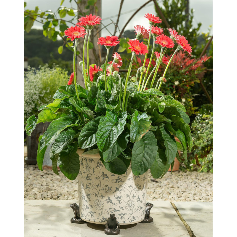 Daria Weather Resistant Planter Feet
