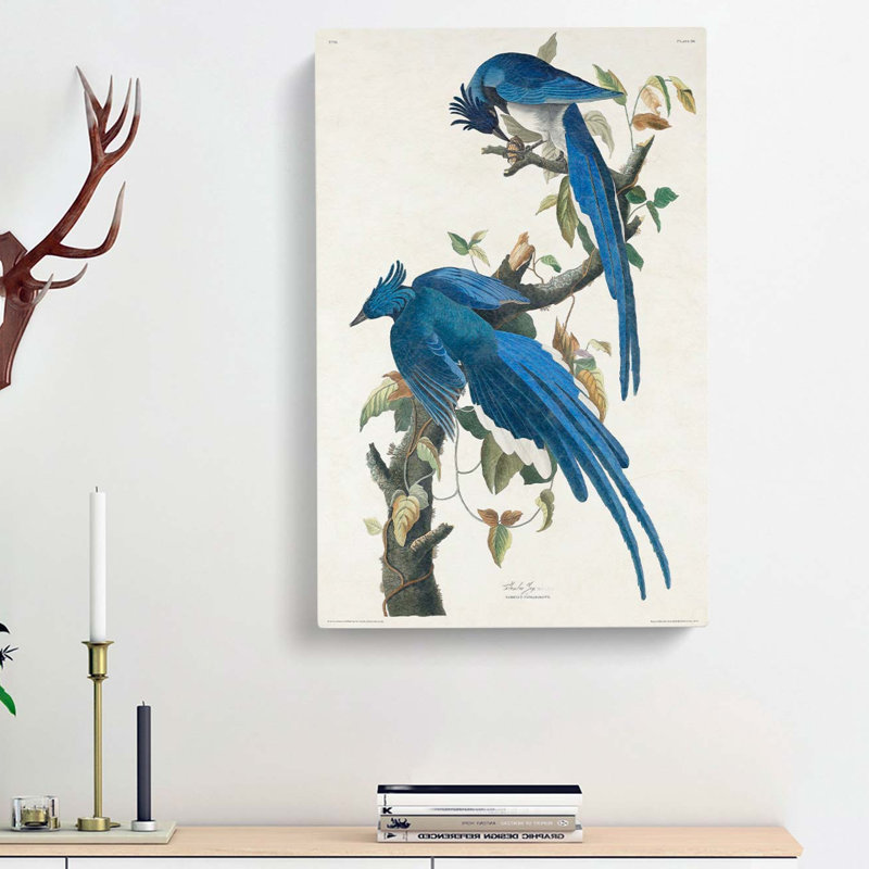 Columbia Jay by John James Audubon - Wrapped Canvas, 76cm H x 50cm W x 3cm D