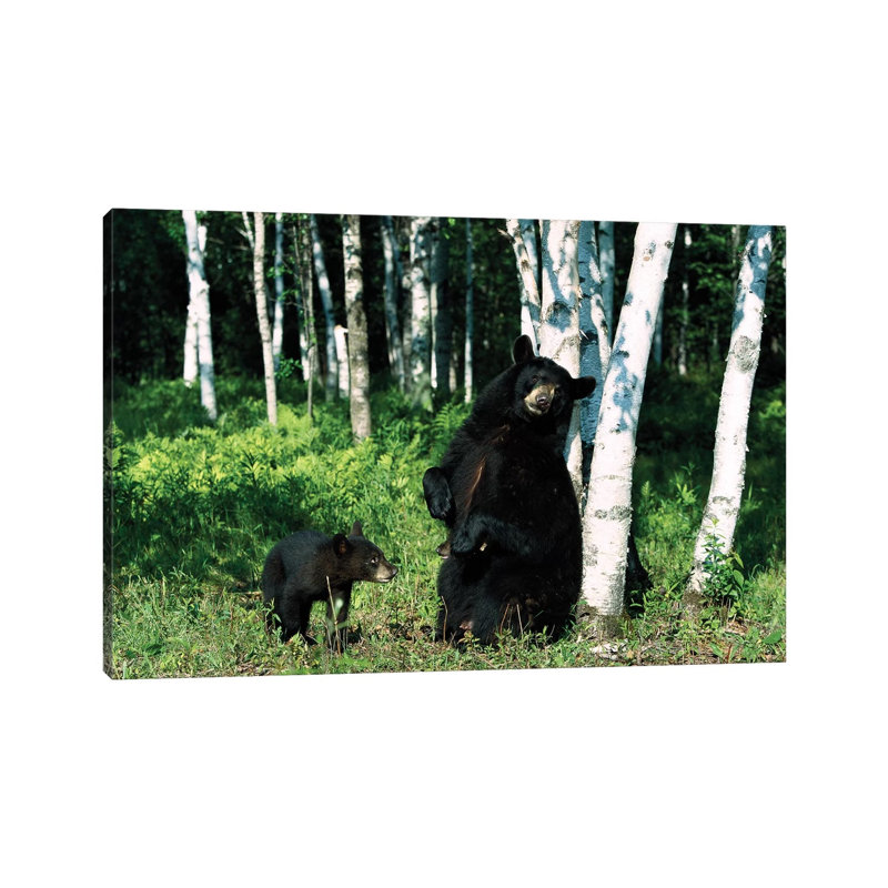 Black Bear Sow Scratching On Birch Tree With Cub Watching, North America 1 Piece Wrapped Canvas Wall Art