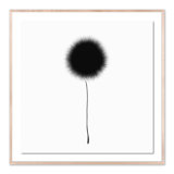 Black Dandelion Framed Print