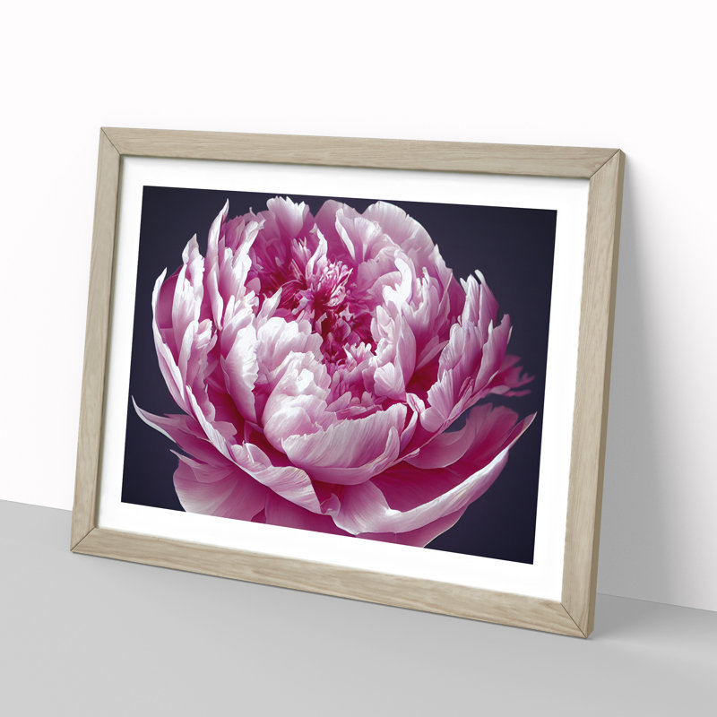 Astonishing Peony Flower 1 Piece Single Picture Frame Wall Art, 34cm H x 46cm W, Grey