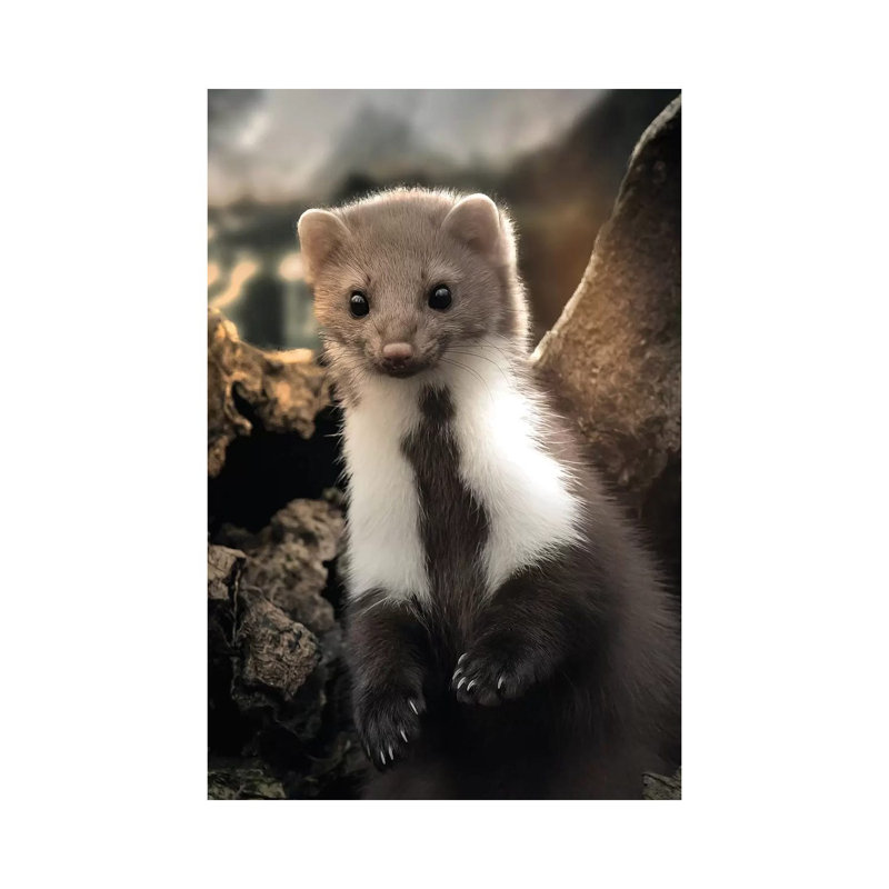 The Cute Weasel by Zenja Gammer - Print on Canvas, Wrapped Canvas, 30.48 cm H x 45.72 cm W
