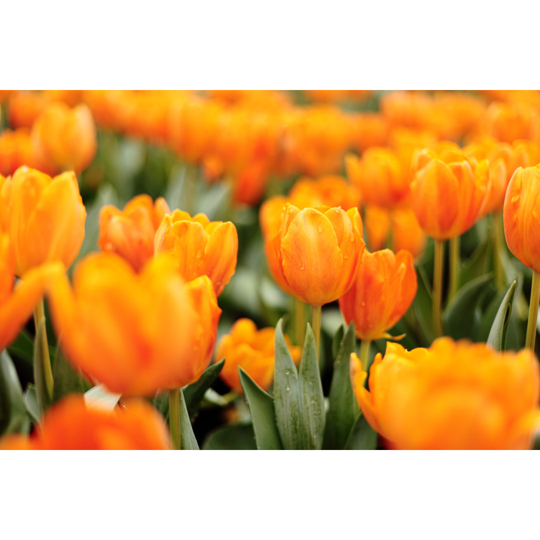 Orangefarbene Tulpen von Samxmeg - Druck