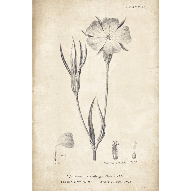 Conversations on Botany 03 by Wild Apple Portfolio - Drawing Print, 122cm H x 81cm W, Wrapped Canvas