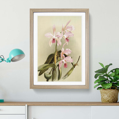 Magnolia Flowers Illustration Tab. 85 by Frederick Sander - Framed Print