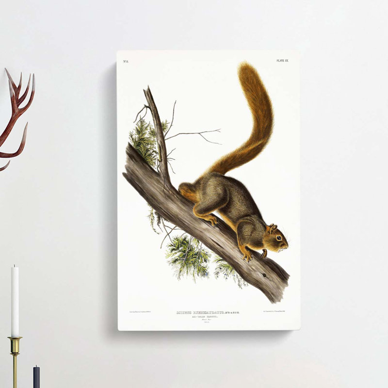 Red-tailed Squirrel by J.W. Audubon - Wrapped Canvas, 50cm H x 35cm W x 3cm D