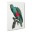 Eclectus Parrot by F. Levaillant - Wrapped Canvas-55372933