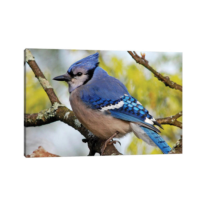 Summer Jay by Brian Wolf - Wrapped Canvas Gallery-Wrapped Canvas Giclée