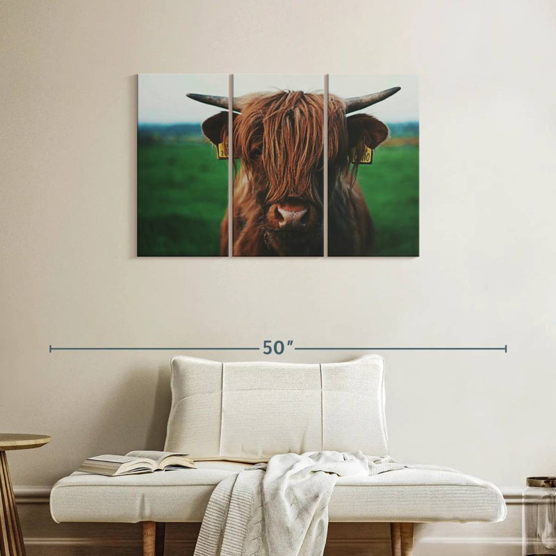 Gros plan d'une vache Highland, H 24 po x l 38 po