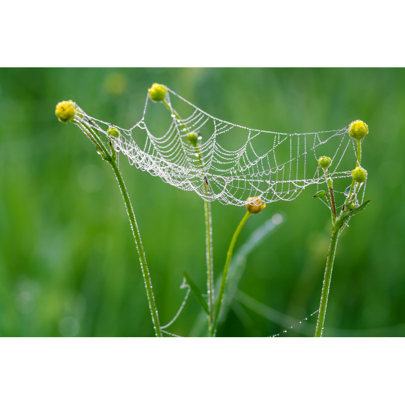 Web With Drops Of Dew by Yanikap - Wrapped Canvas Print, 30cm H x 46cm W