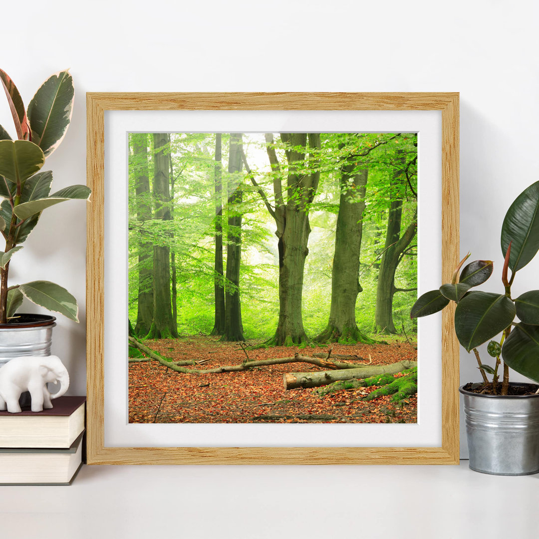 Gerahmtes Poster Beech Trees