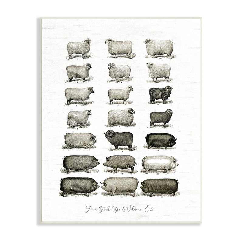 «Farm Farm Breeds», cochons, moutons, diagramme, plaque murale, art par lettrage et doublure, H 15 po x l 10 po x P 0,5 po