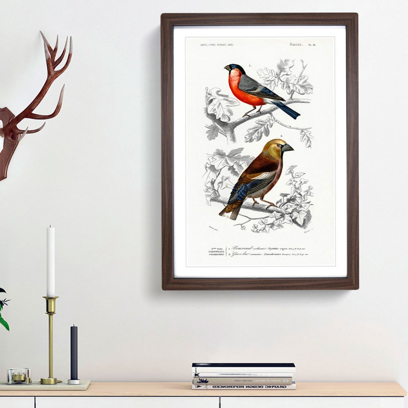 Bird Illustrations PL. 21 by Charles d Orbigny - Framed Print, 63cm H x 45cm W x 2cm D, Walnut Framed