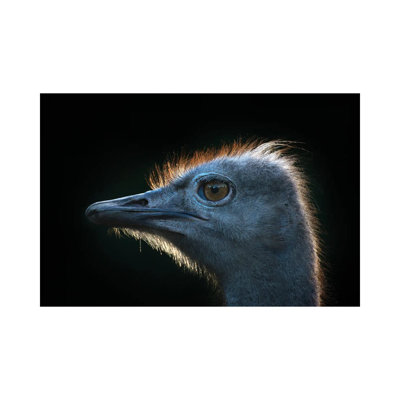 " Ostrich " by Andreas Stridsberg