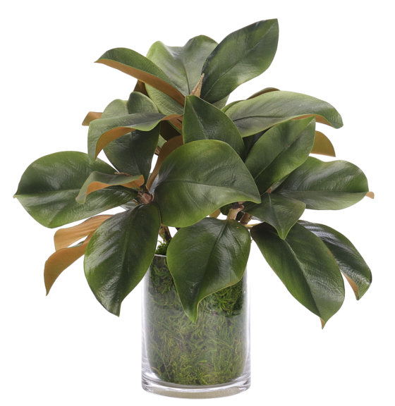 Magnolia Foliage, Moss Glass Cylinder, 16wx15dx16h