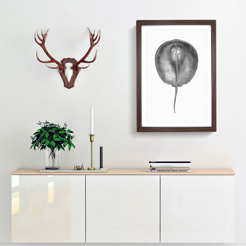 Stingray Illustration - Framed Print, 65cm H x 48cm W x 2cm D, Walnut Framed