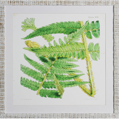 Brilliant Fern IV Print