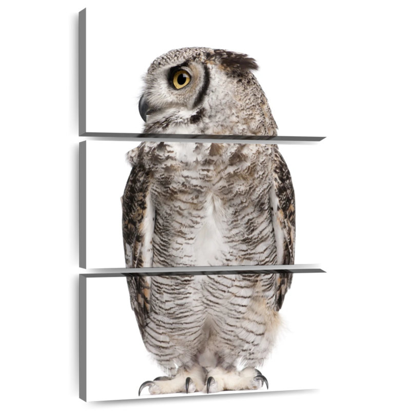 Hibou Brampt regardant de côté, H 50 po x l 32 po