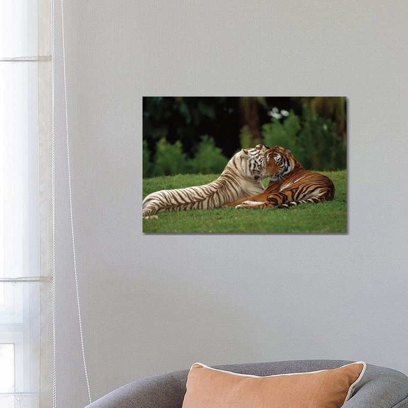 Bengal Tiger Affectionate Pair, One With Normal Coloration And The Other A Melanistic White Morph, India by Konrad Wothe - Wrapped Canvas Print