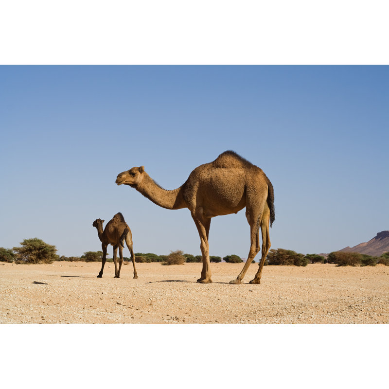 Wild Camel by Cinoby - Wrapped Canvas Print, 51cm H x 76cm W x 3.8cm D