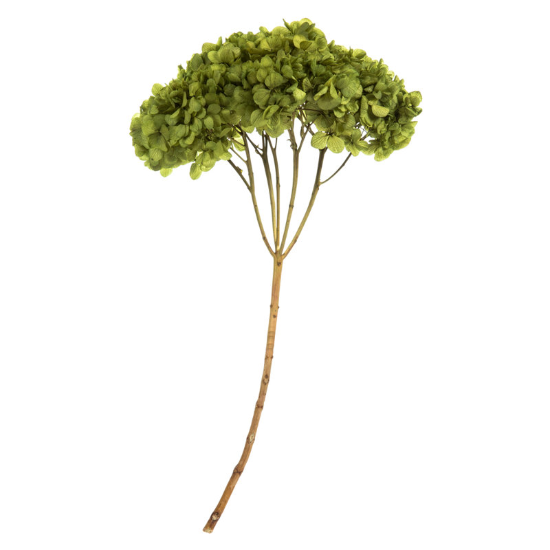 Natural Botanicals 15" Hydrangea with Multiple Branch Segments, Preserved, Basil