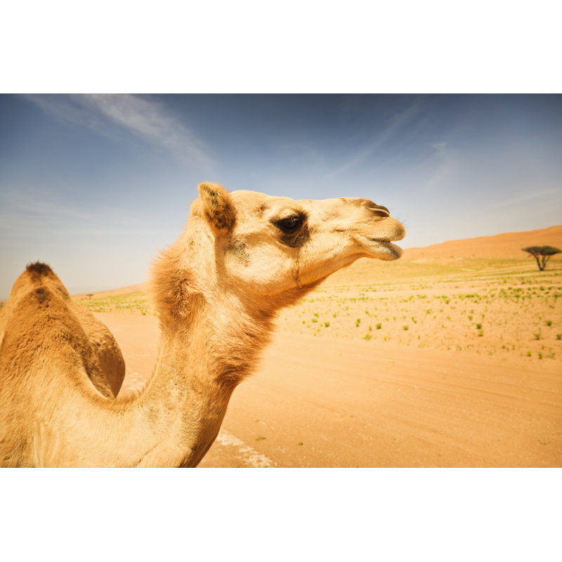 Camel In Desert - Wrapped Canvas Print, 30cm H x 46cm W x 3.8cm D