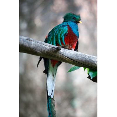 " A Rare Quetzal " by Chepenicoli