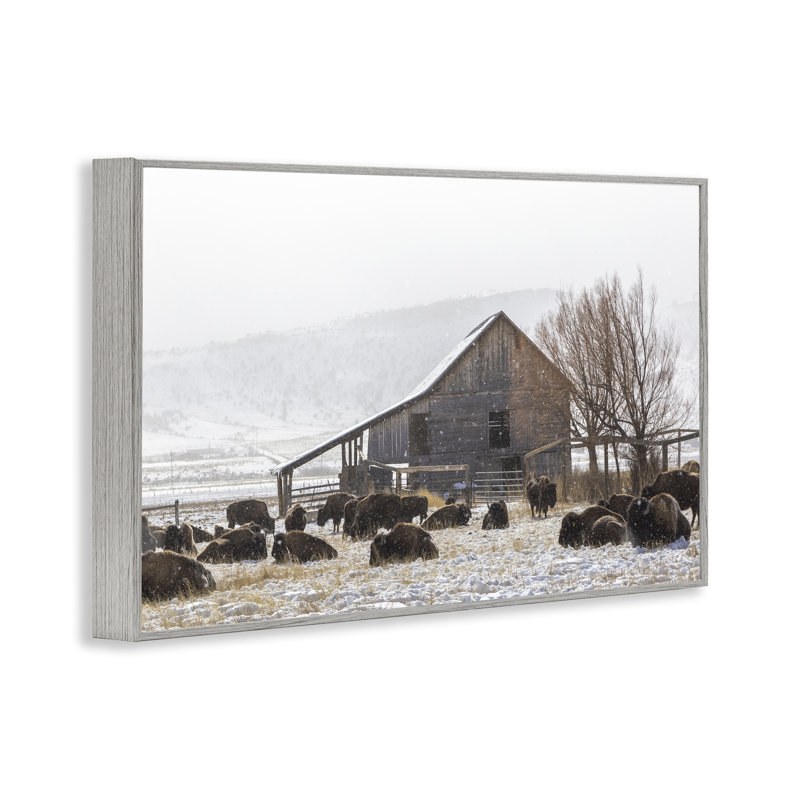 Giclée encadrée de Colorado Buffalo Snowy Farm, conception de Jeff Poe, H 20 po x l 30 po, Estampe numérique Farmhouse