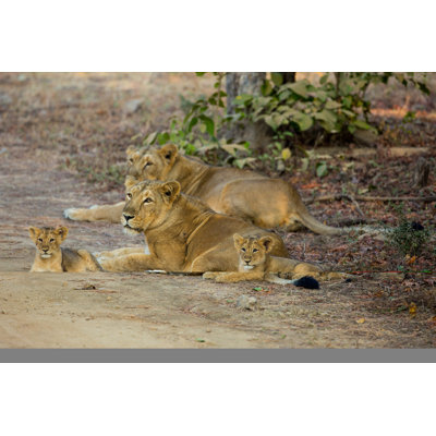Asiatic Lion Pride by Dyan_k - Wrapped Canvas Print