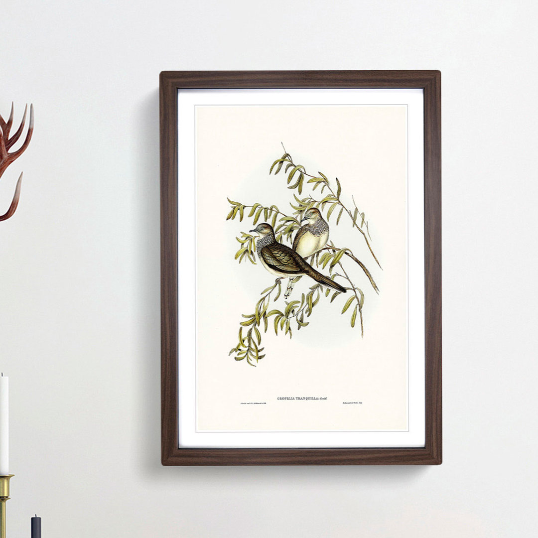 Peaceful Ground Doves by Elizabeth Gould - Framed Print