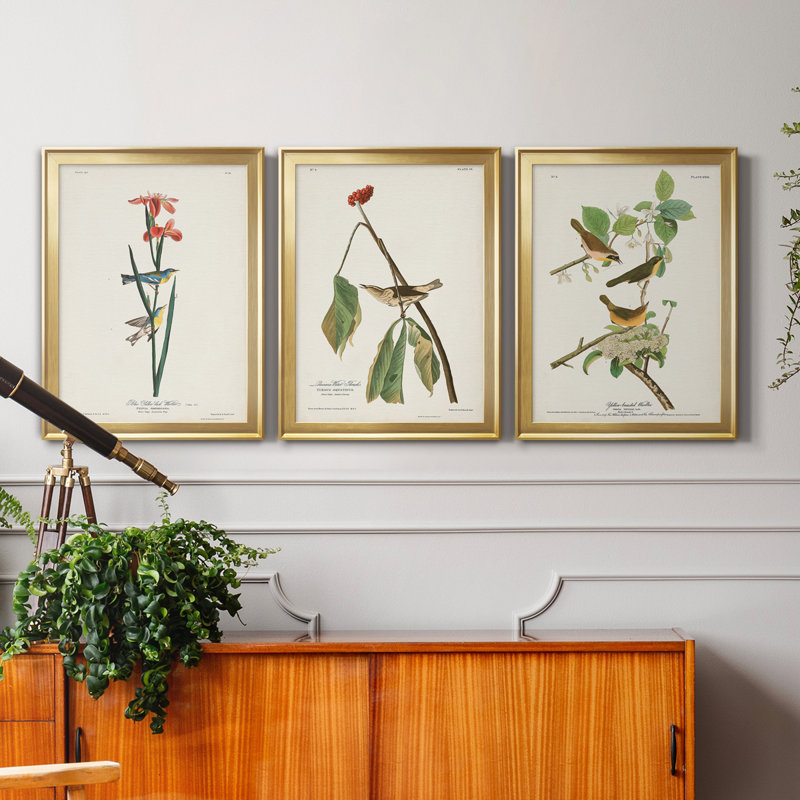 " Pl. 15 Blue Yellow-back Warbler " 3 - Pieces, Gold Framed, 30" H x 22" W x 1" D