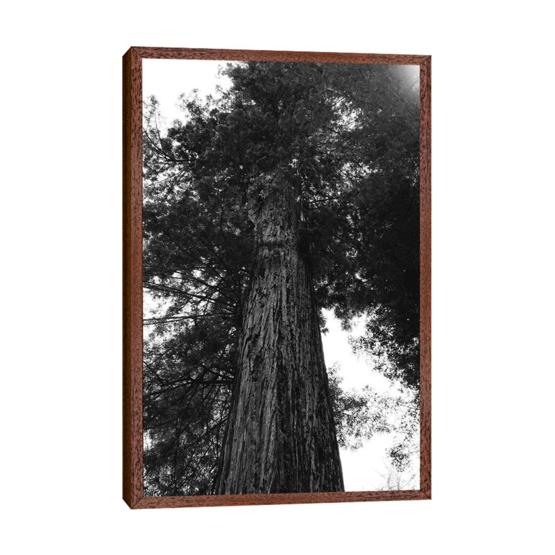 Redwood Forest XV by Bethany Young - Print on Canvas, 101.6cm H x 66.04cm W x 3.81cm D, Classic Brown Wood Framed