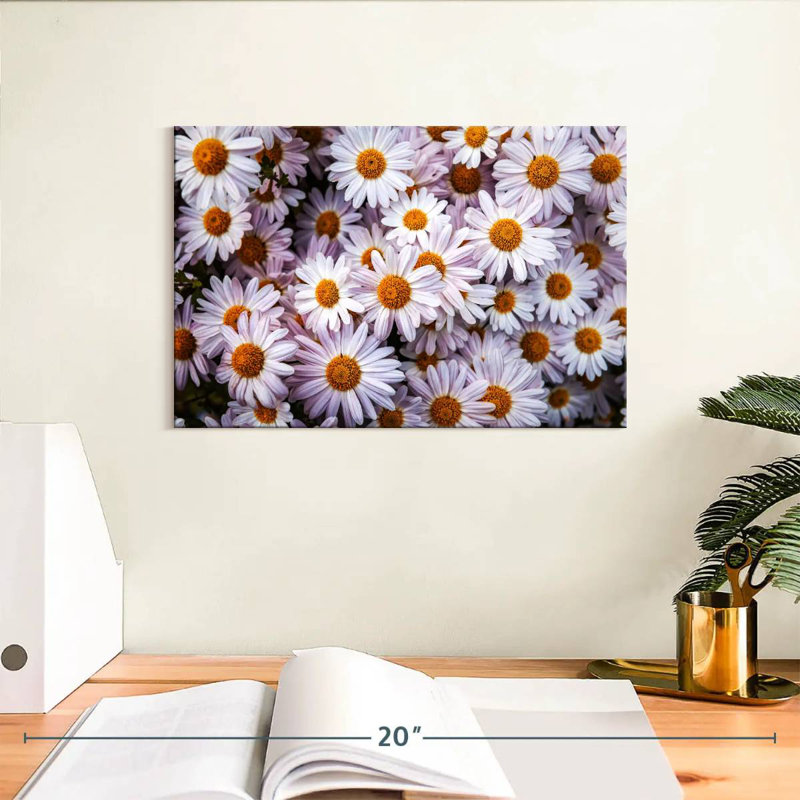 Harnek Shasta Daisies, H 8 po x l 12 po