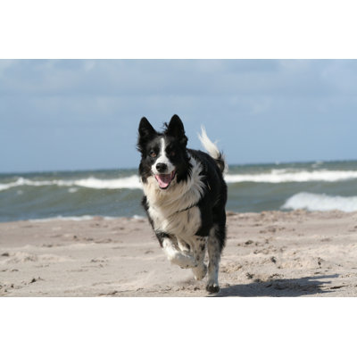 Happy border collie on the beach